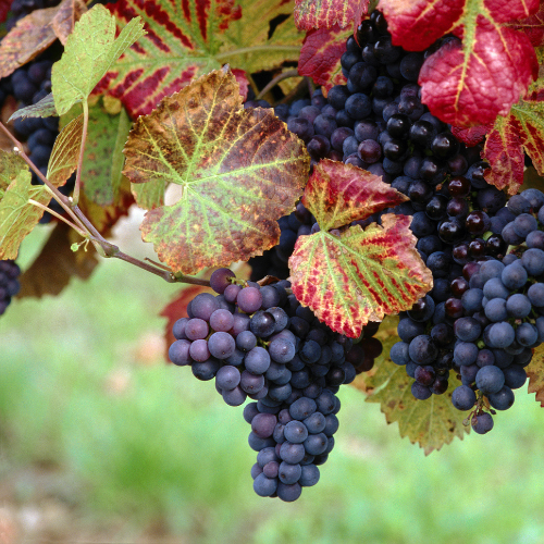 Červená vinná réva